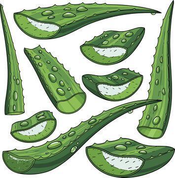 Create a kinds of deferent fresh cut aloe vera leaves with drops vector art with white background..