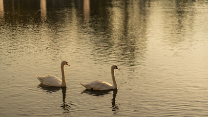 Two white swans swimming peacefully on calm water during a golden sunset.