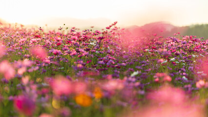 Pink cosmos flower field glowing beautifully in sunset golden light.
