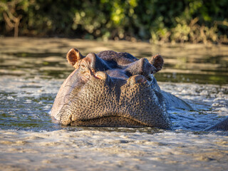 Fototapeta premium The common hippopotamus (Hippopotamus amphibius), Shamwari Private Game Reserve, South Africa.