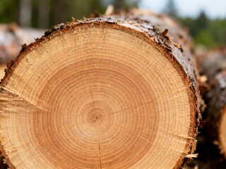 Naklejka premium Close-up of the end of a felled log, displaying its prominent annual rings and rough bark in a bright outdoor lumber yard.