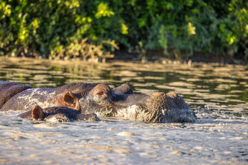 Fototapeta premium The common hippopotamus (Hippopotamus amphibius), Shamwari Private Game Reserve, South Africa.