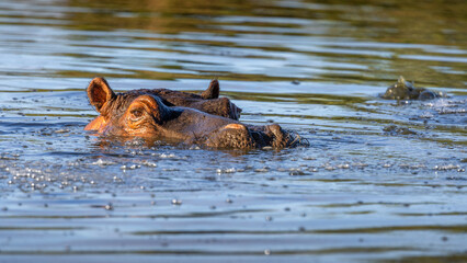 The common hippopotamus (Hippopotamus amphibius), Shamwari Private Game Reserve, South Africa.