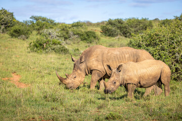 Obraz premium White rhinoceros with a calf (Ceratotherium simum), Shamwari Private Game Reserve, South Africa.