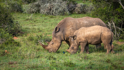 Naklejka premium White rhinoceros with a calf (Ceratotherium simum), Shamwari Private Game Reserve, South Africa.