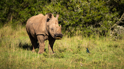 Fototapeta premium White rhinoceros calf (Ceratotherium simum), Shamwari Private Game Reserve, South Africa.