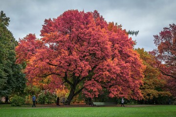 autumn in the park