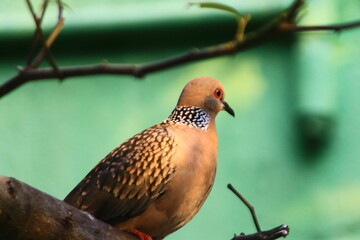spotted dove species of bird photography