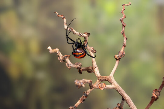Redback spider or Australian black widow spider  (Latrodectus hasselti) is native to Australia.