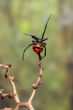 Redback spider or Australian black widow spider  (Latrodectus hasselti) is native to Australia.