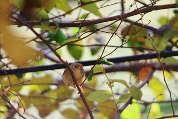house sparrow species of bird photography