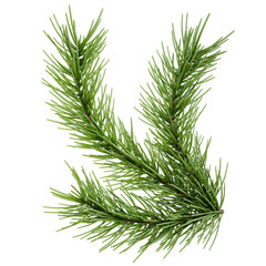 Fototapeta premium Vibrant Green Faux Pine Branch Isolated Against Light Background for Christmas and Winter Holiday Decoration Design.