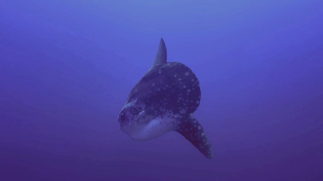 mola from egypt red sea