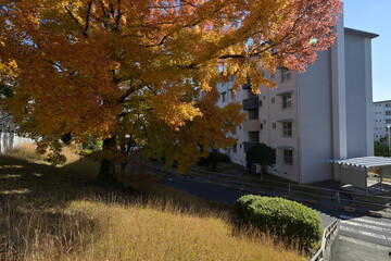 千里ニュータウン新千里東町（大阪府豊中市）のUR新千里東町団地／千里グリーンヒルズ東町