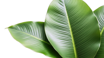 Green Tropical Leaves on White Background