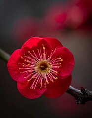 A vibrant red plum blossom with a yellow center and delicate stamens, captured in a close-up shot against a dark, blurred background.