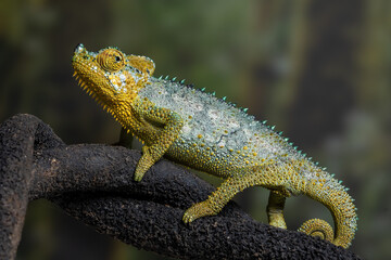 Helmeted Chameleon (Trioceros hoehnelii) is native to Eastern Africa, mainly in Kenya and Uganda.