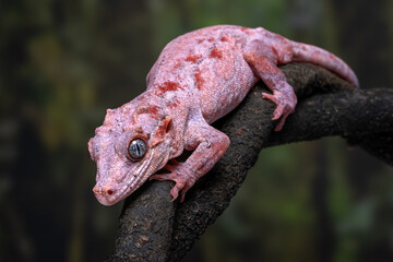 A pale pink Gargoyle gecko (Rhacodactylus auriculatus) on a tree branch. This is a species of gecko native to New Caledonia.