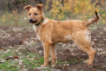 Portrait of a ginger teenage puppy.
