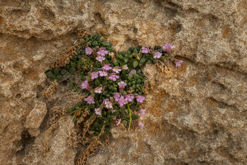 Dwarf Snapdragon growing on the cavities of an oolitic sedimentary rock