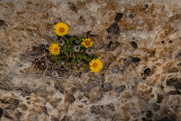 Mediterranean Beach Daisy growing on the cavities of an eolianite rock