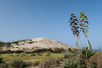 Sisal or Pita (Agave sisalana) plants in the Monsul dunefield, Cabo de Gata-Nijar Natural Park