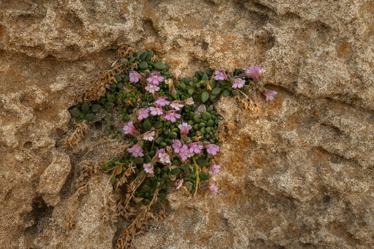 Dwarf Snapdragon growing on the cavities of an oolitic sedimentary rock