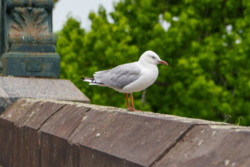A beautiful white and grey seagull perches attentively on a weathered stone balustrade against a vibrant, blurred green tree background.