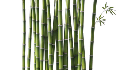 Fototapeta premium Green Bamboo Stalks on White Background