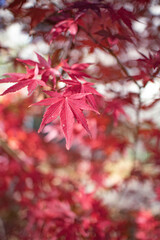 赤いモミジ