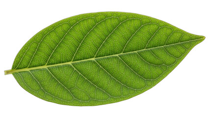Obraz premium Green Leaf Isolated on White Background