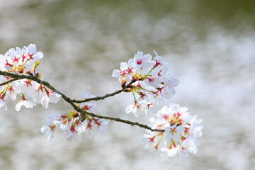 Obraz premium 桜 ソメイヨシノ