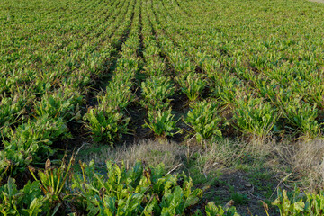 A large farm field is growing rows of sugar beets. The green leafy plants are spaced evenly. Some dry vegetation is visible between the rows of crops during daytime.