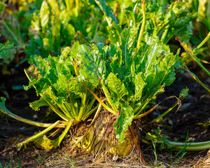 The sugar beet's foliage displays insect damage, contrasting with the healthy root, a testament to the plant's resilience.