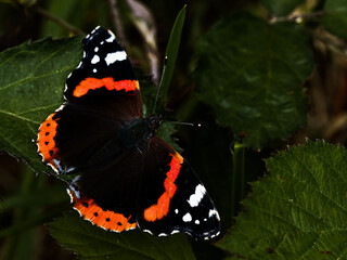Detailed macro shot showcasing the intricate patterns on the butterfly's wings.