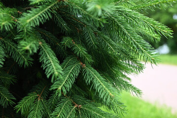 christmas tree branches