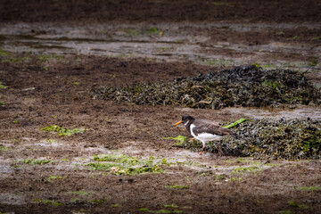 A Eurasian oystercatcher, with its black head and wings and white body, walks on the muddy ground near the water, foraging for food amongst the plants and wet soil.