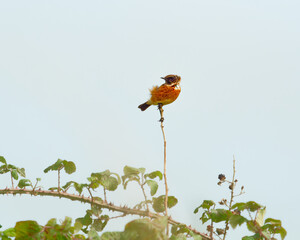 A small, orange Stonechat bird sits perched on a tall, thin bramble stem. Thorny bramble branches with green leaves are visible against the soft blue sky.