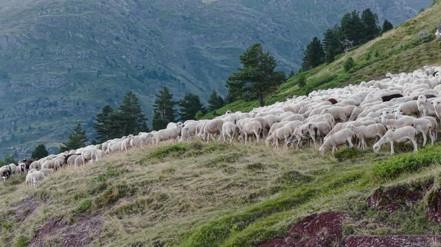 Numerous sheep grazing peacefully on a steep, verdant mountainside. Majestic alpine scenery with livestock farming and transhumance