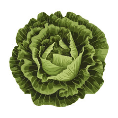 Obraz premium Fresh green cabbage head with ruffled leaves isolated on white background for healthy eating and cooking