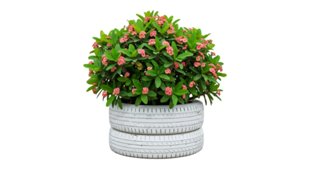 Blooming Euphorbia Milii plant in a stacked tire planter, vibrant pink flowers and green leaves