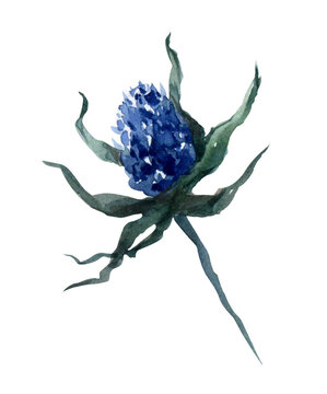 Watercolor blue thistle flower illustration with delicate leaves on a white background. Botanical hand-painted floral element for design, invitations, patterns, and decor.