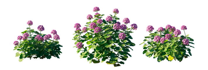 Pelargonium Hortorum (Zonal Geranium) - flower plant isolated PNG on a transparent background premium nature cutout