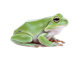 Green Tree Frog Resting on White Background
