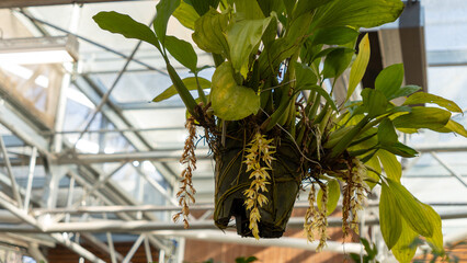  Paphiopedilum and Phalaenopsis Blooms