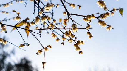 Wintersweet Blossoms in Early Winter