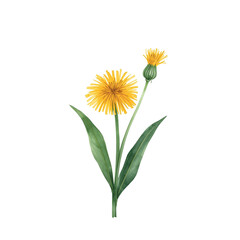 A yellow dandelion flower with a bud and green leaves is hand-drawn. The watercolor illustration is isolated on a white background. A botanical template with a wildflower. Clipart.