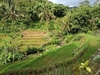Obraz premium rice fields in the tropical mountains