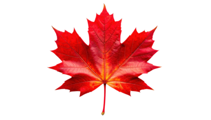 Red Maple Leaf On Black Background Autumn Foliage Fall Season Canadian Symbol Nature Botanical Close-Up Studio Shot