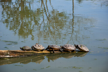 Turtles Sunbathing on Log in Pond